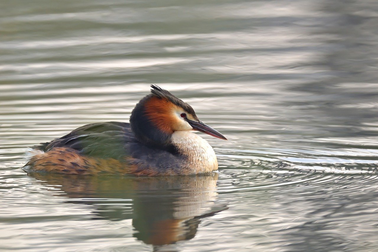 Best Plants for a Garden that Attracts Birds